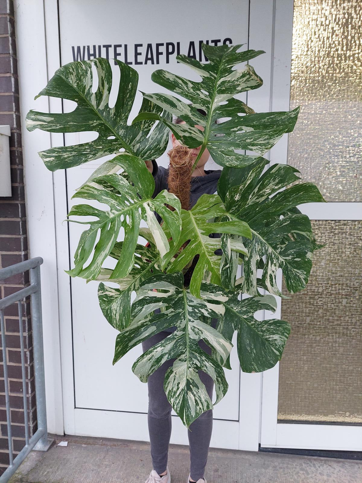 Monstera Variegata buschig