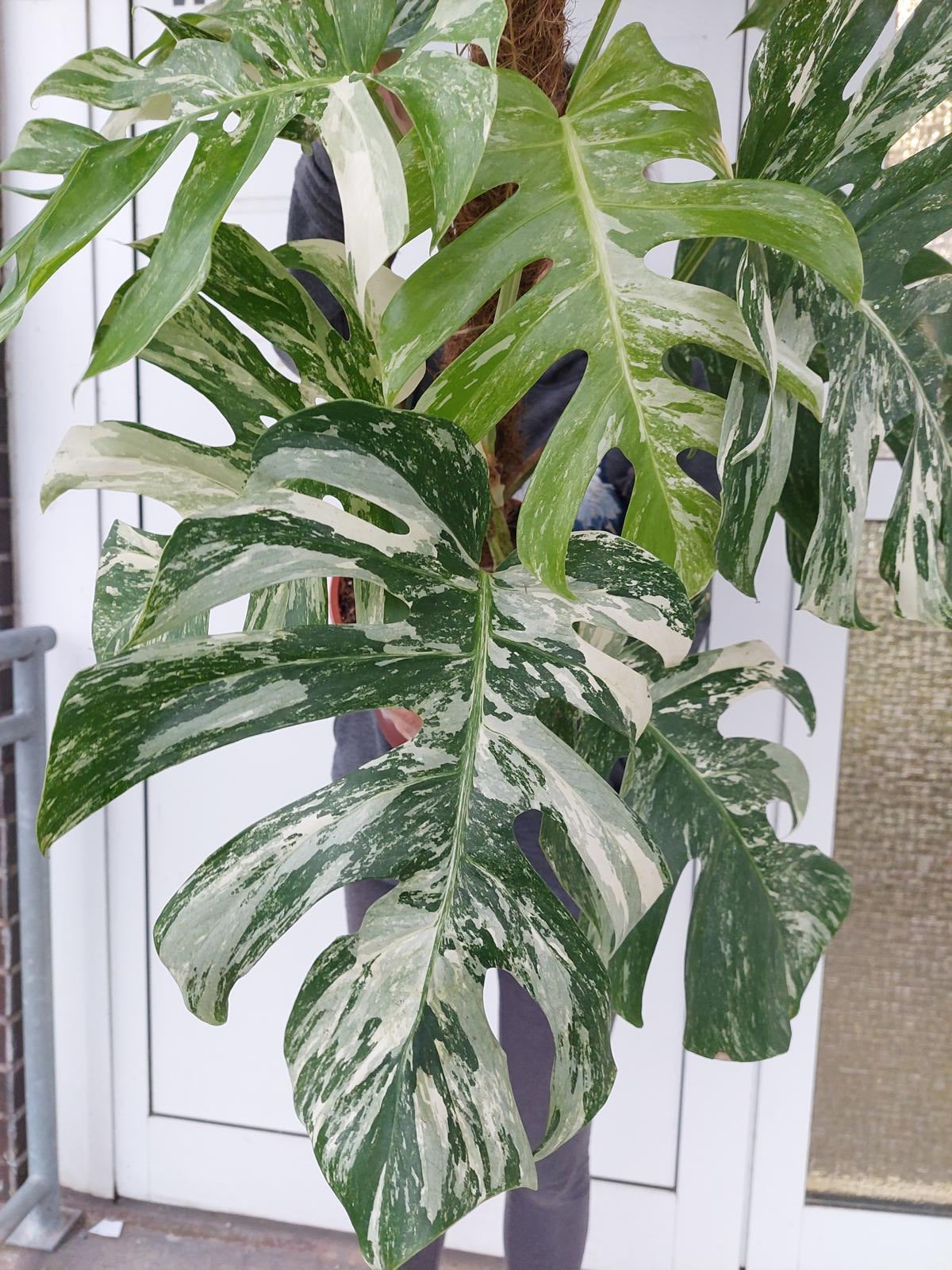 Monstera Variegata buschig