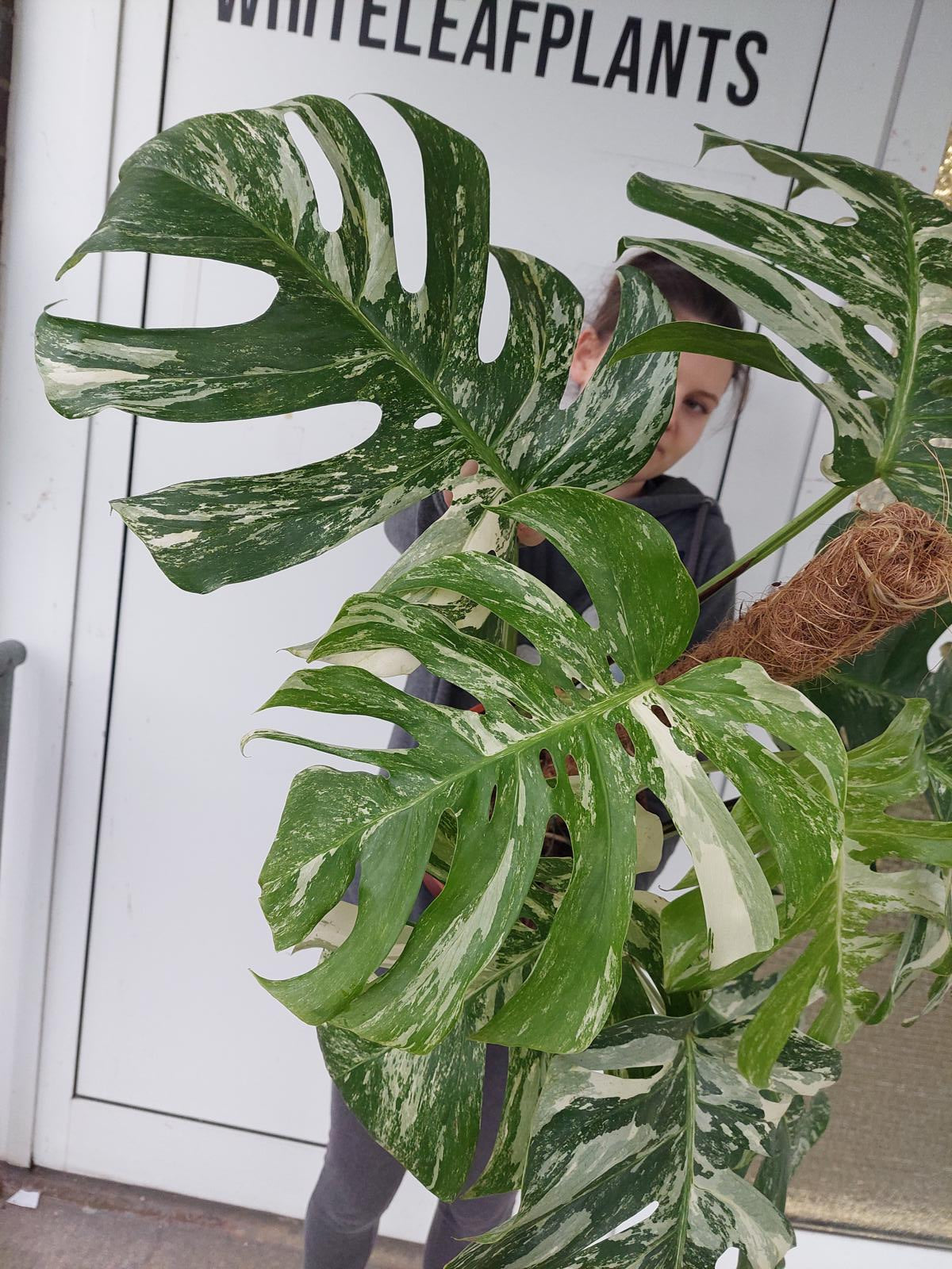 Monstera Variegata buschig