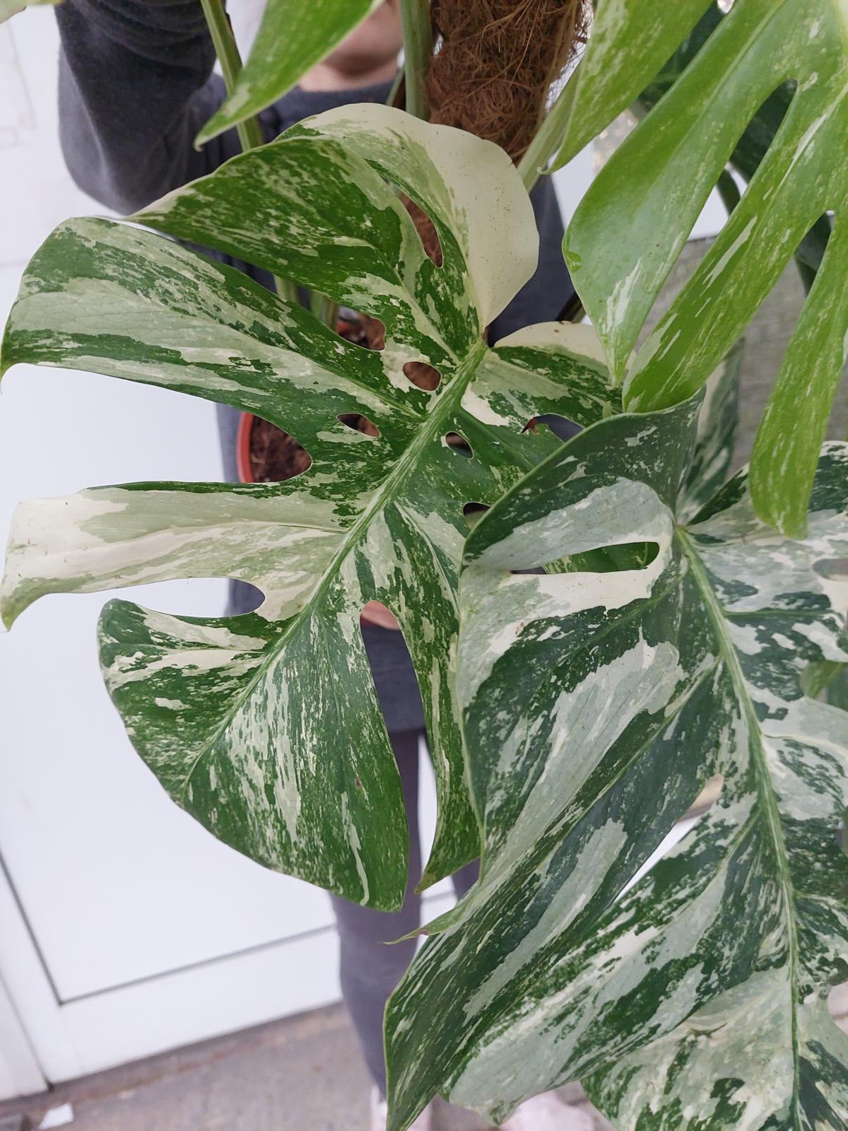 Monstera Variegata buschig