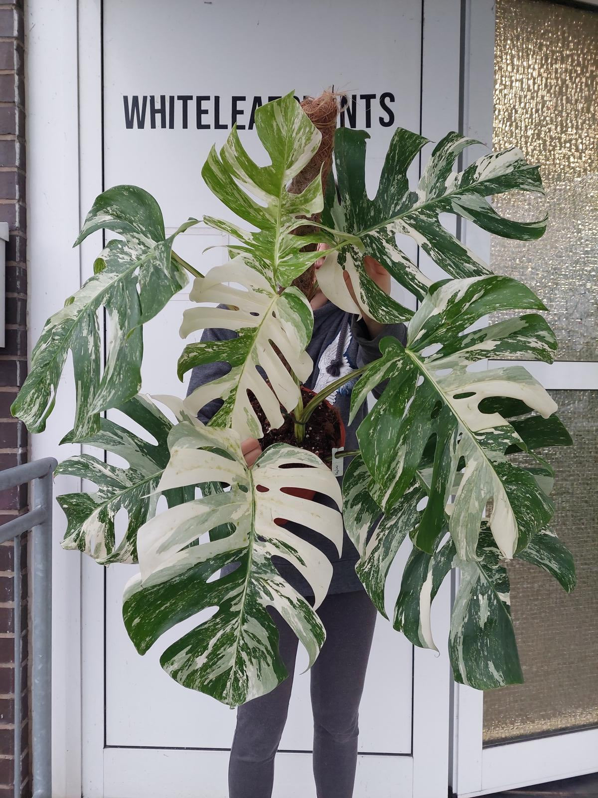 Monstera Variegata buschig