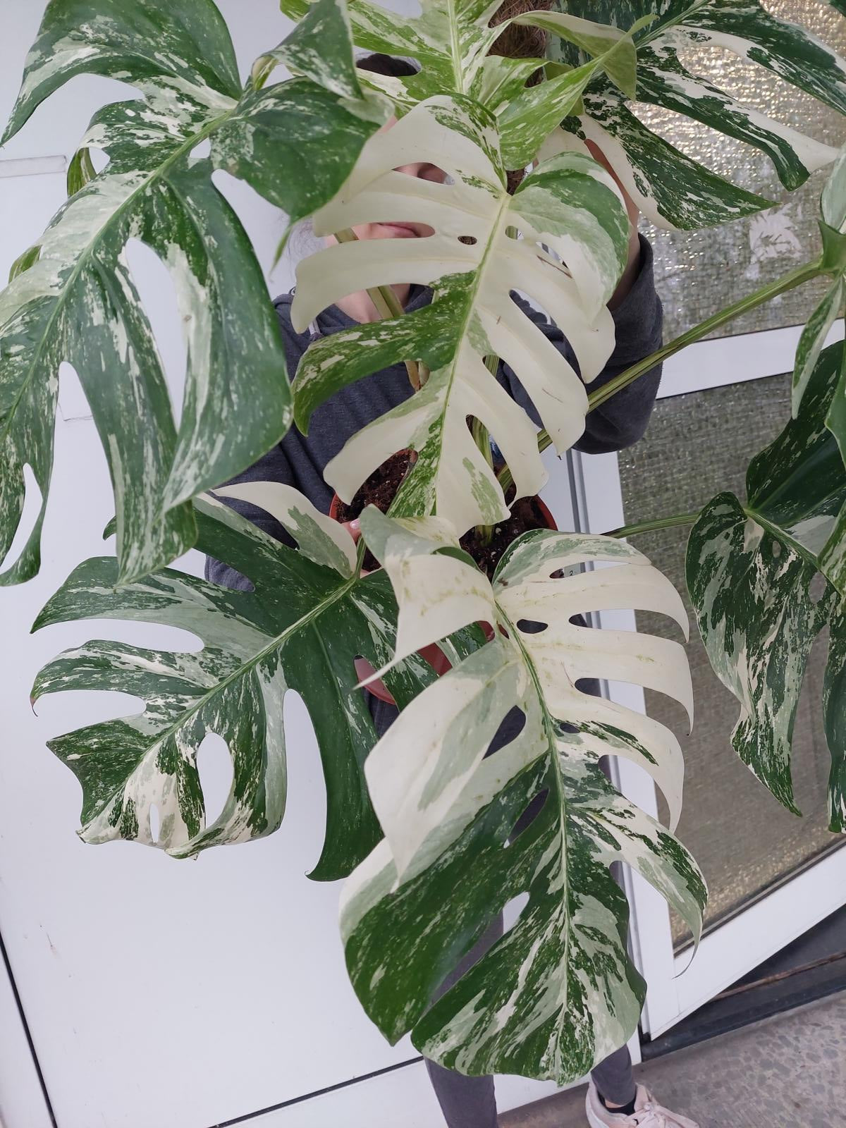 Monstera Variegata buschig