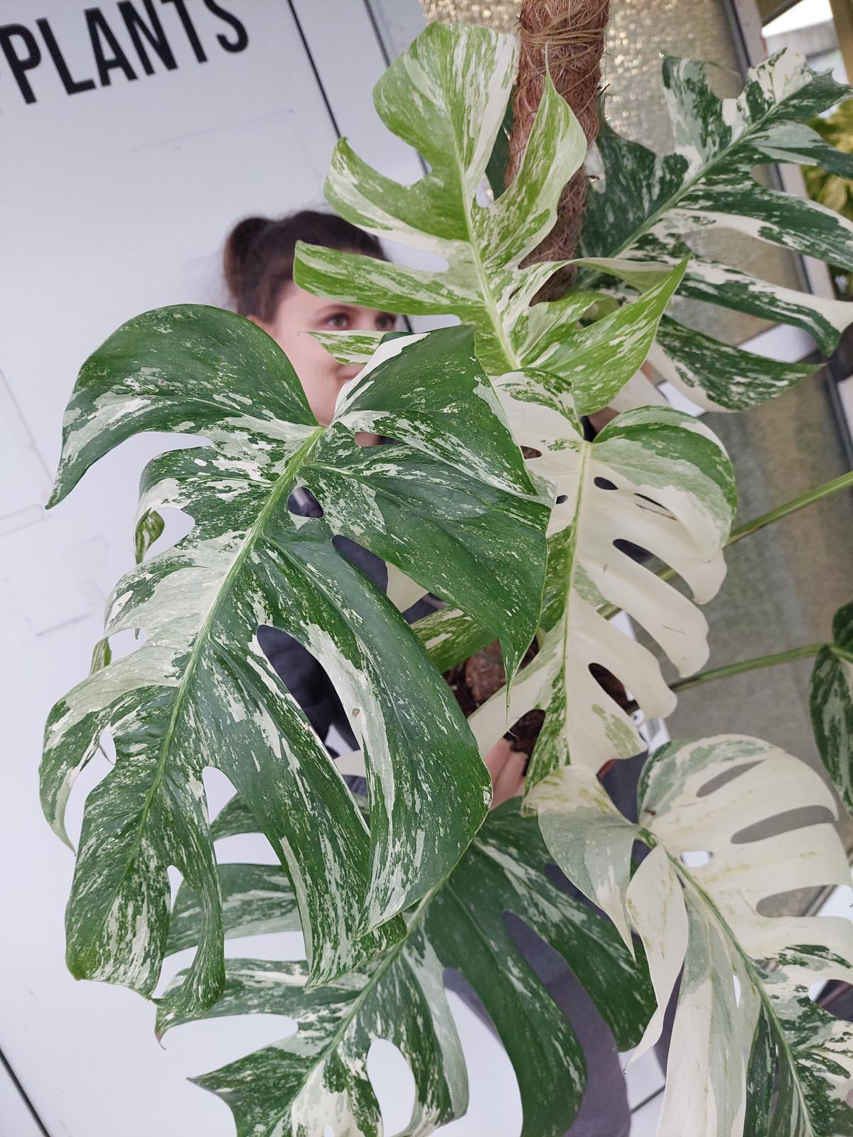 Monstera Variegata buschig