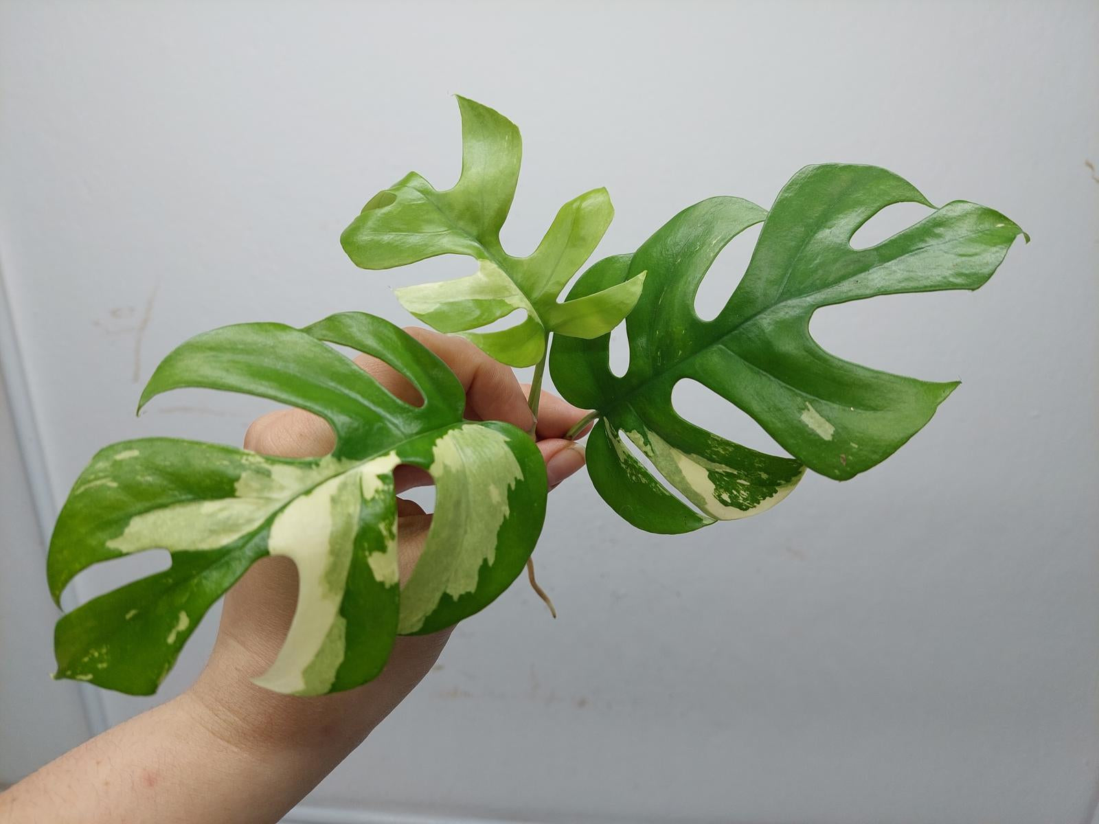 Raphidophora Tetrasperma / Monstera Minima Variegata  Stecklinge