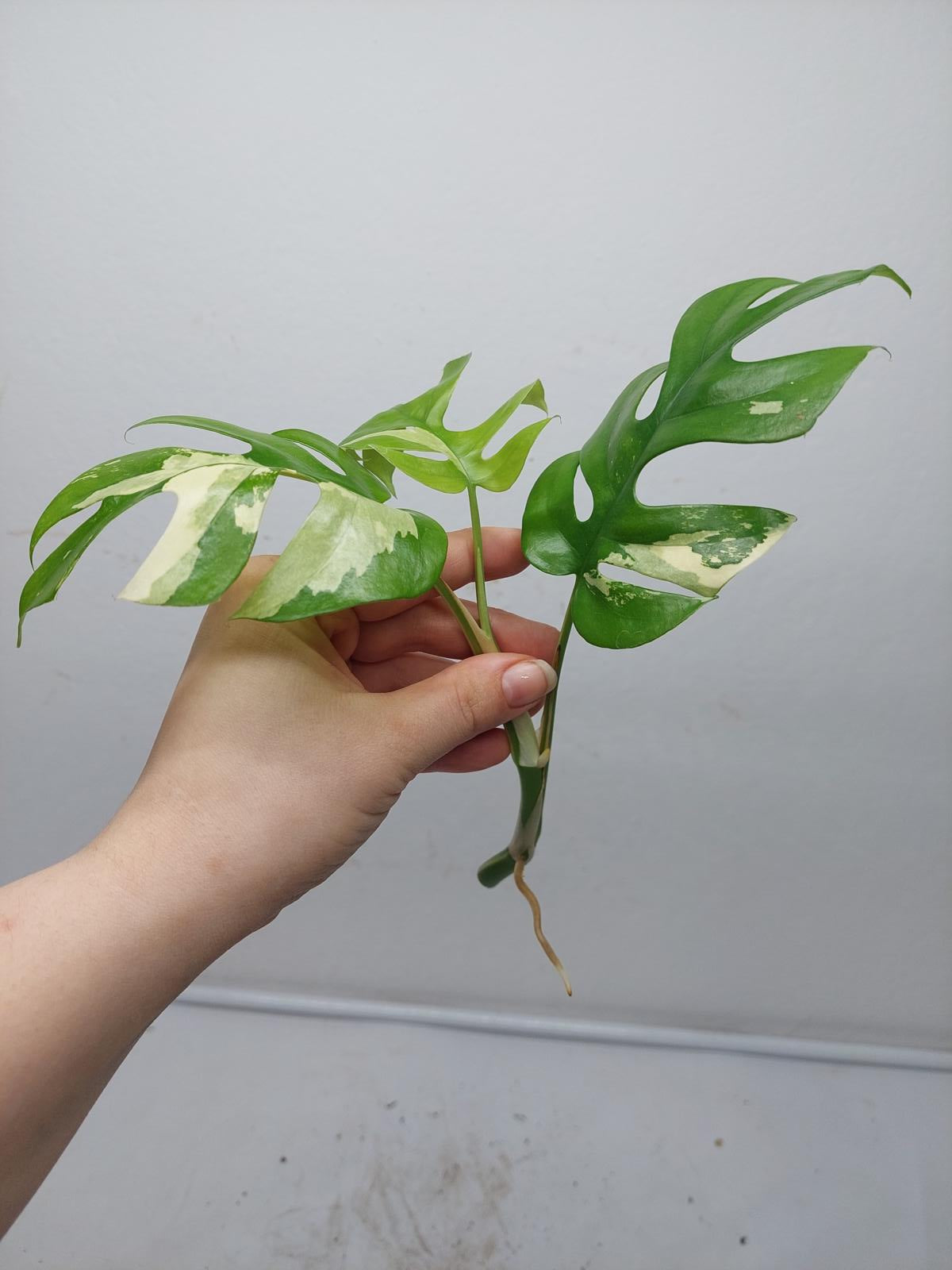 Raphidophora Tetrasperma / Monstera Minima Variegata  Stecklinge