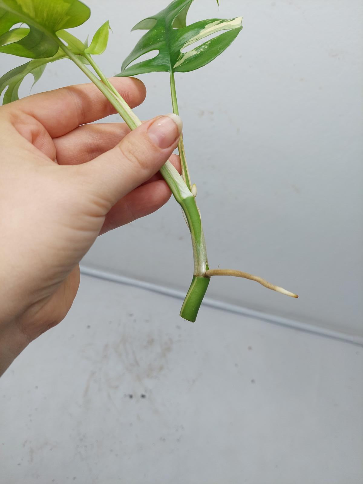 Raphidophora Tetrasperma / Monstera Minima Variegata  Stecklinge