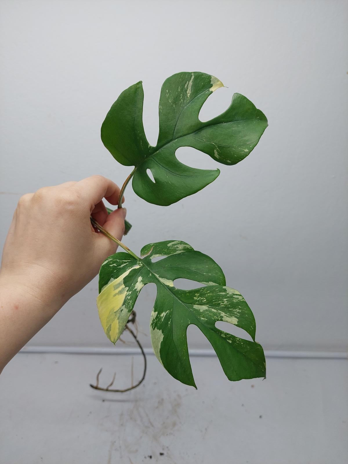 Raphidophora Tetrasperma / Monstera Minima Variegata  Stecklinge