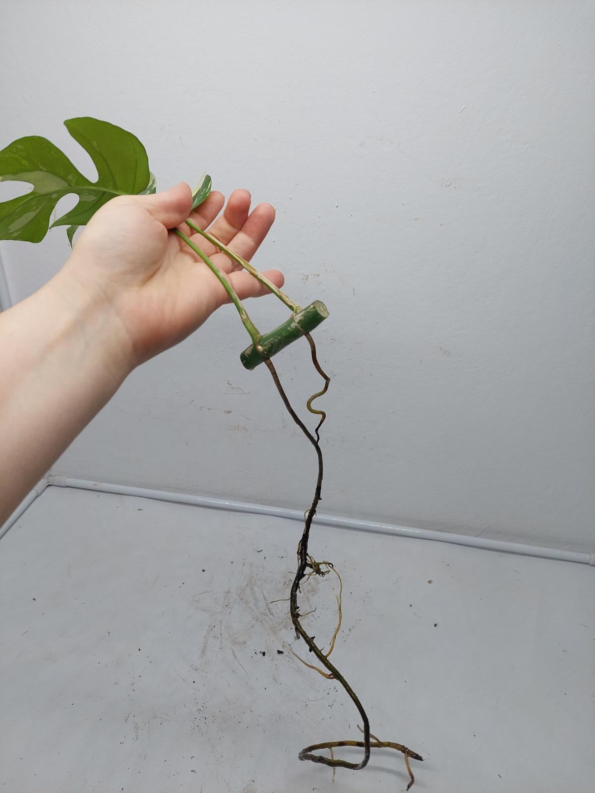 Raphidophora Tetrasperma / Monstera Minima Variegata  Stecklinge