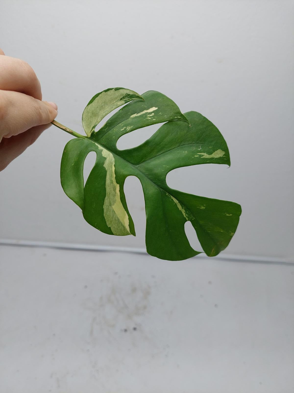 Raphidophora Tetrasperma / Monstera Minima Variegata  Stecklinge