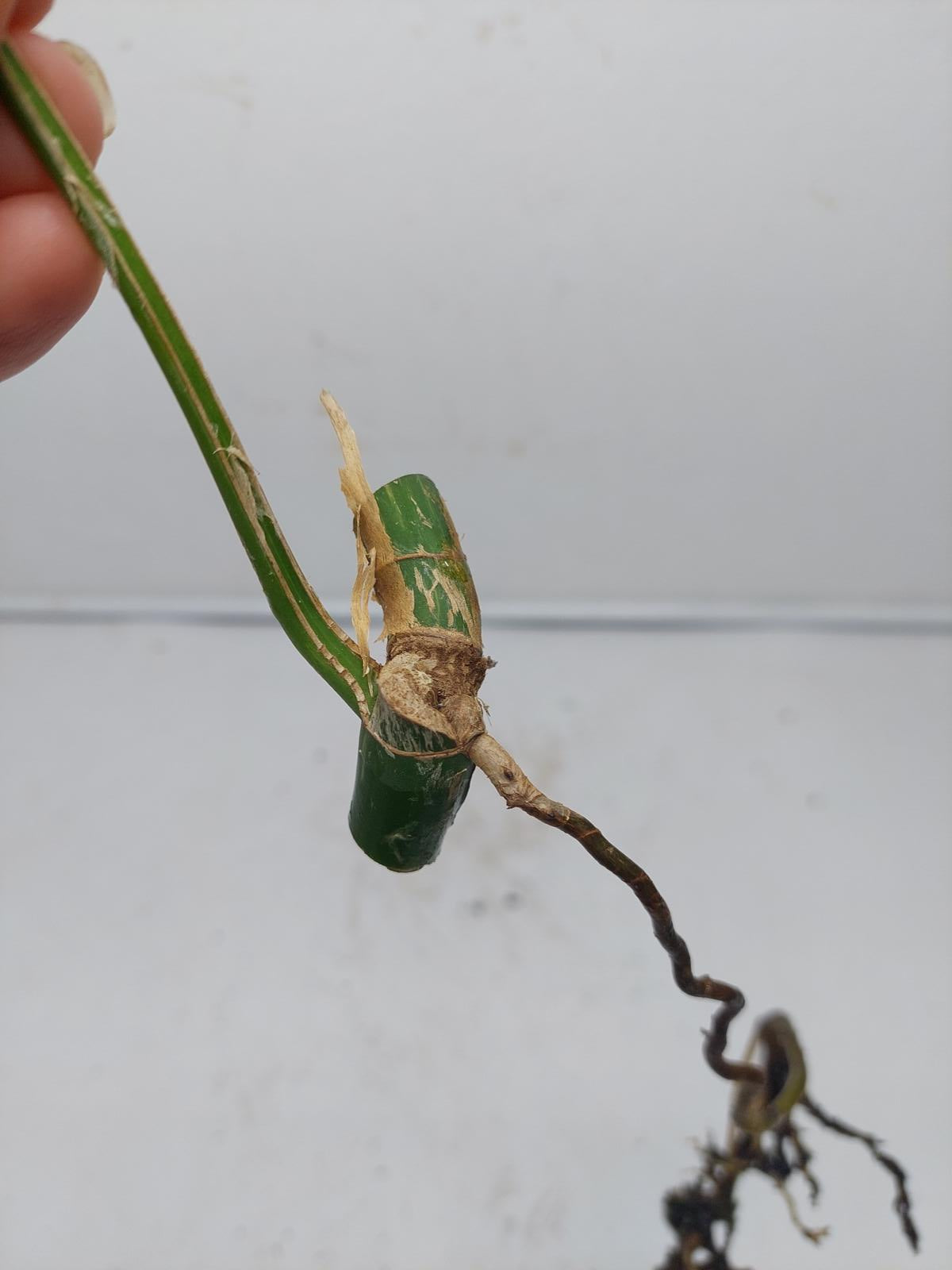 Raphidophora Tetrasperma / Monstera Minima Variegata  Stecklinge