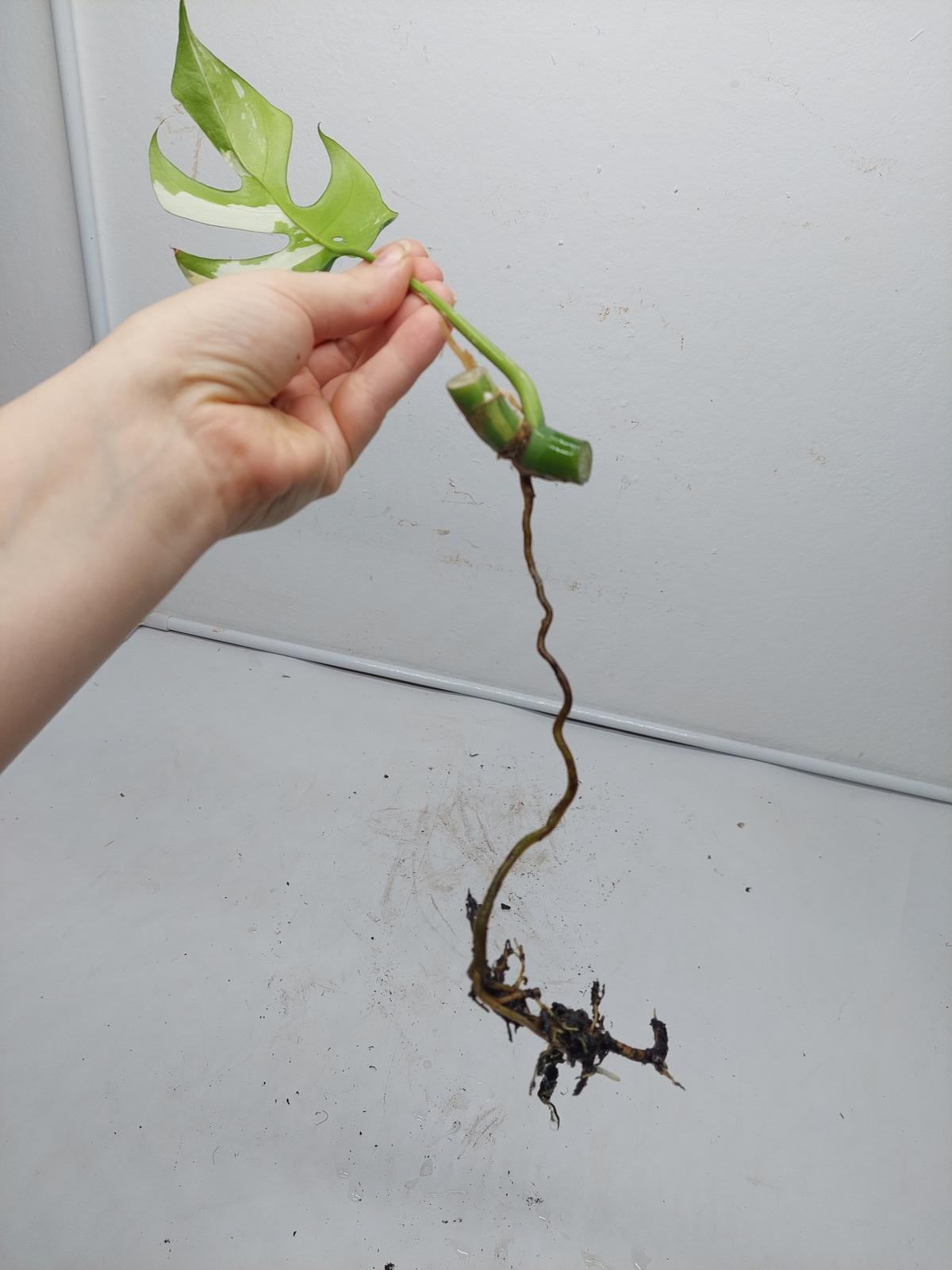 Raphidophora Tetrasperma / Monstera Minima Variegata  Stecklinge