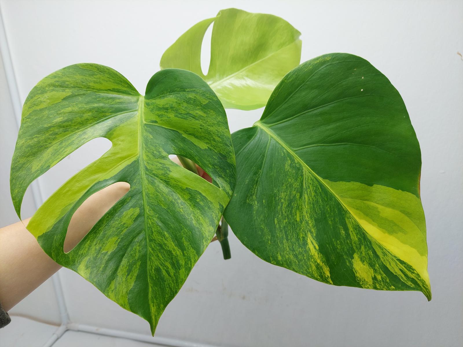 Monstera Aurea Steckling