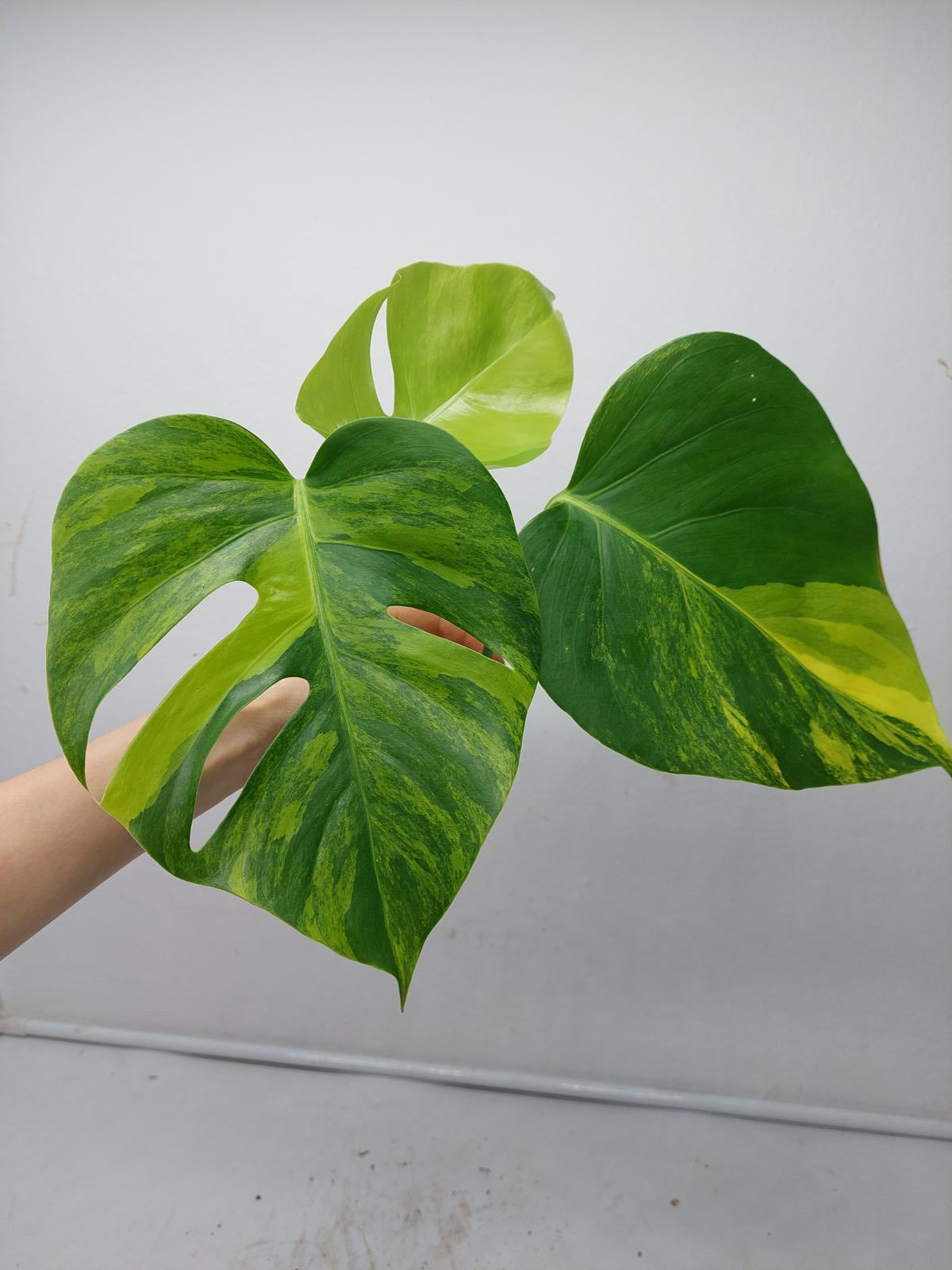 Monstera Aurea Steckling