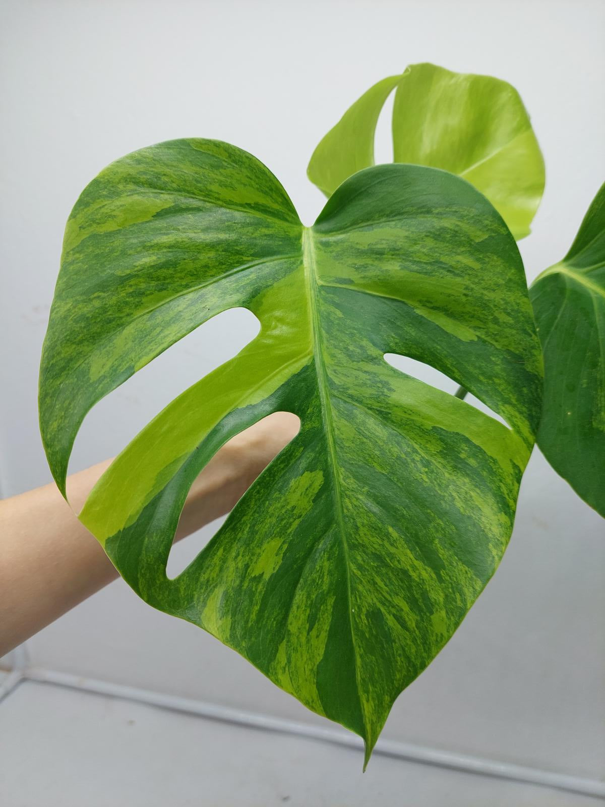 Monstera Aurea Steckling