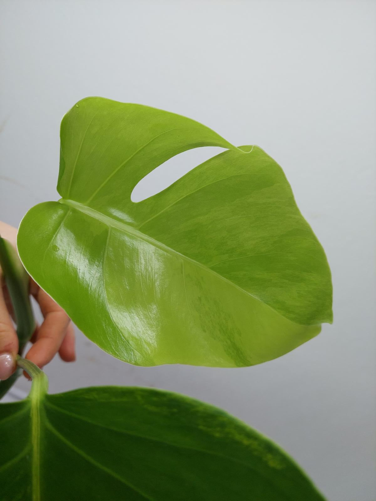 Monstera Aurea Steckling