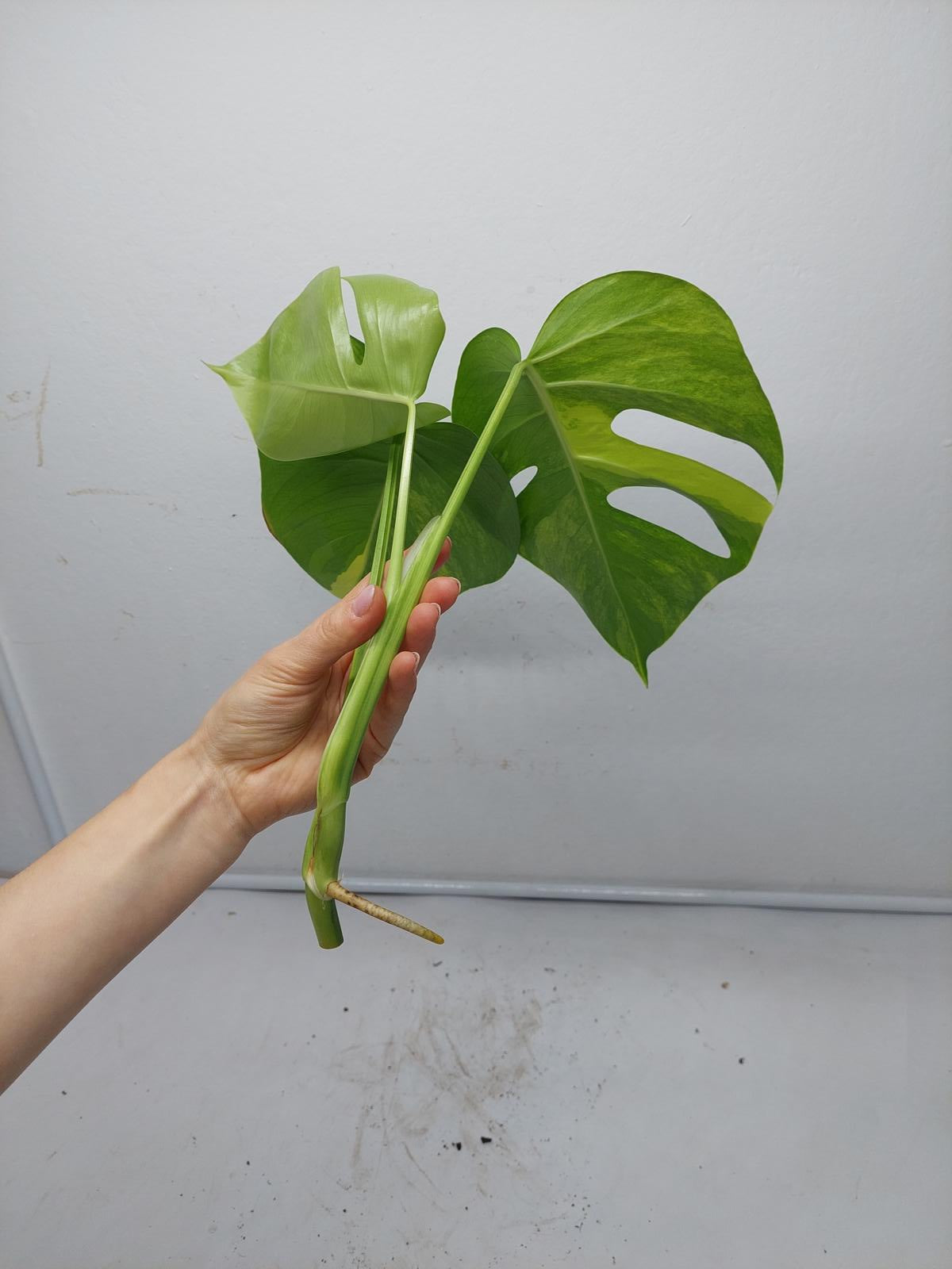 Monstera Aurea Steckling