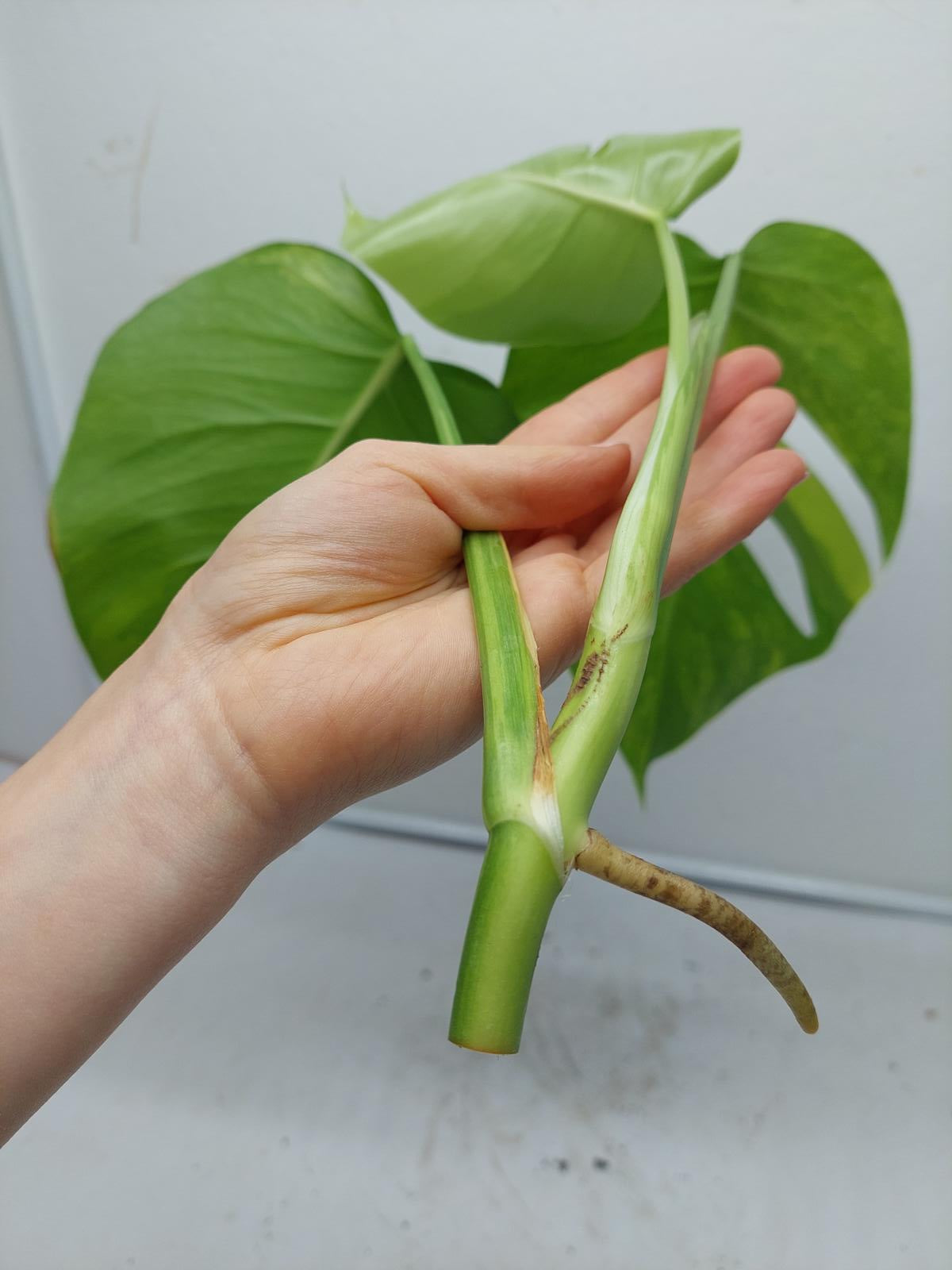 Monstera Aurea Steckling