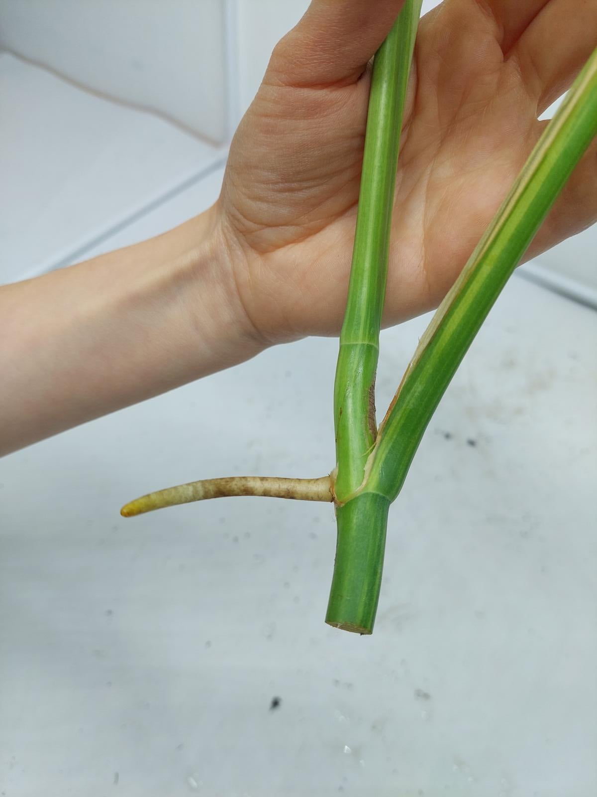 Monstera Aurea Steckling