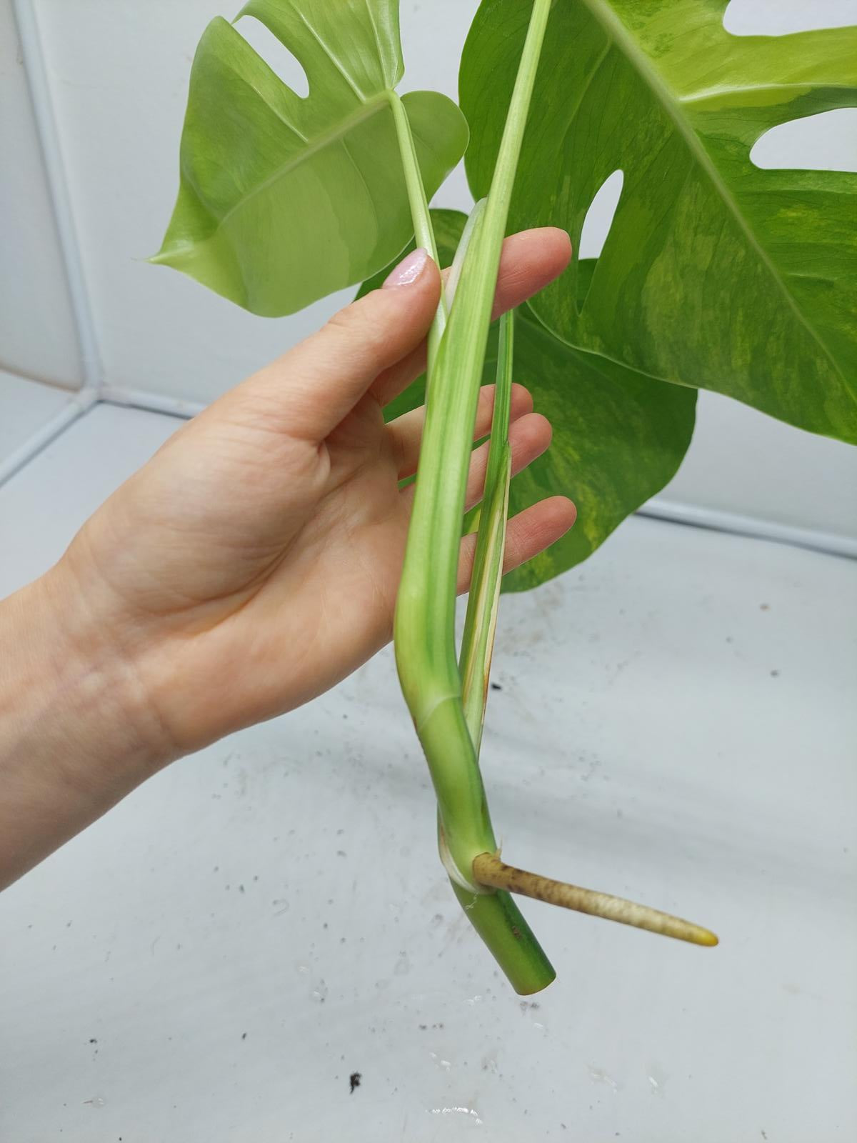 Monstera Aurea Steckling