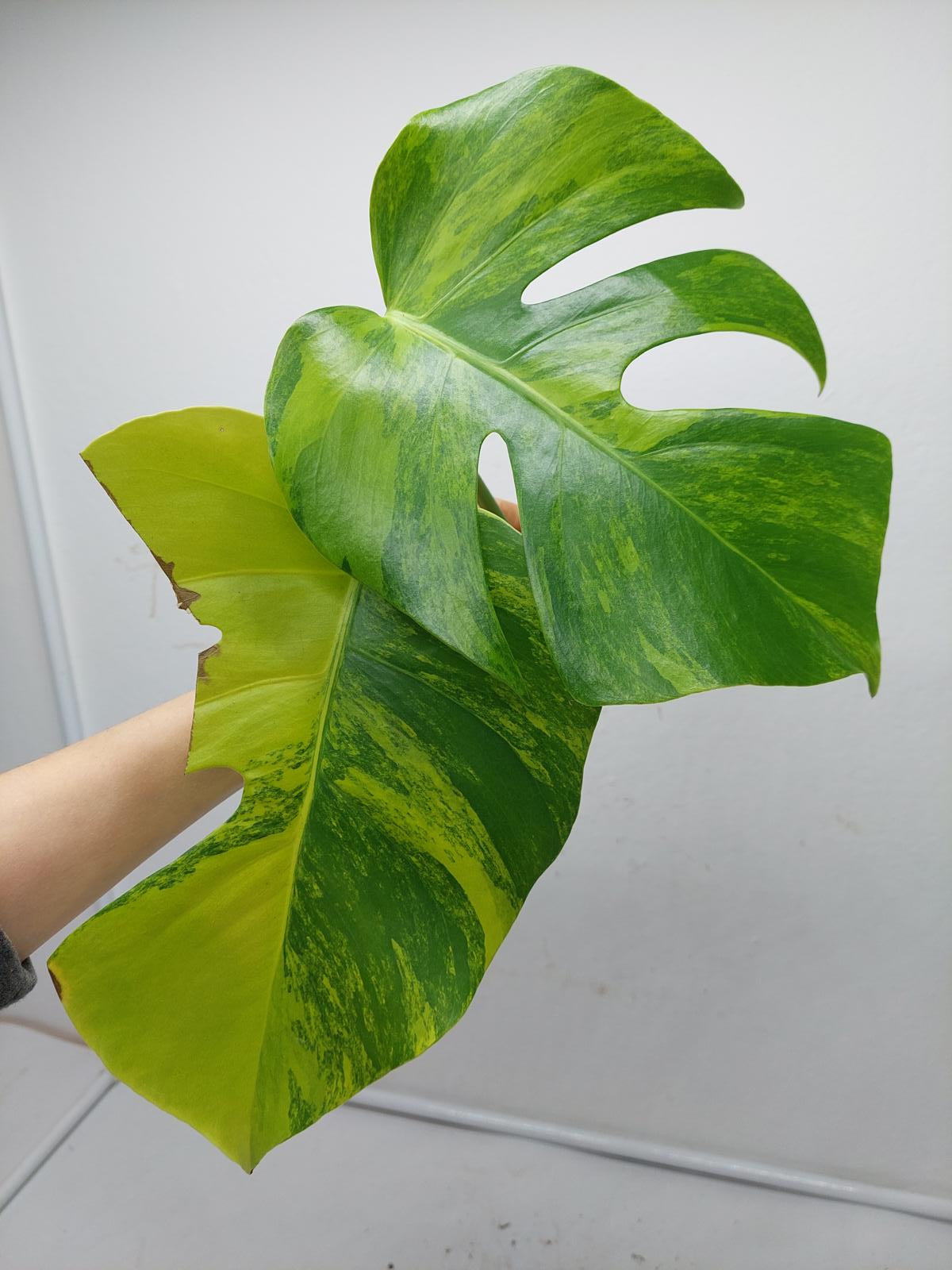 Monstera Aurea Steckling