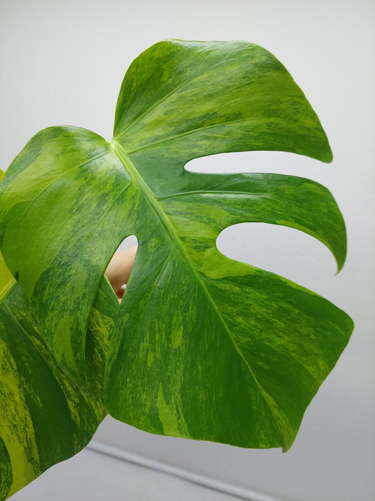 Monstera Aurea Steckling