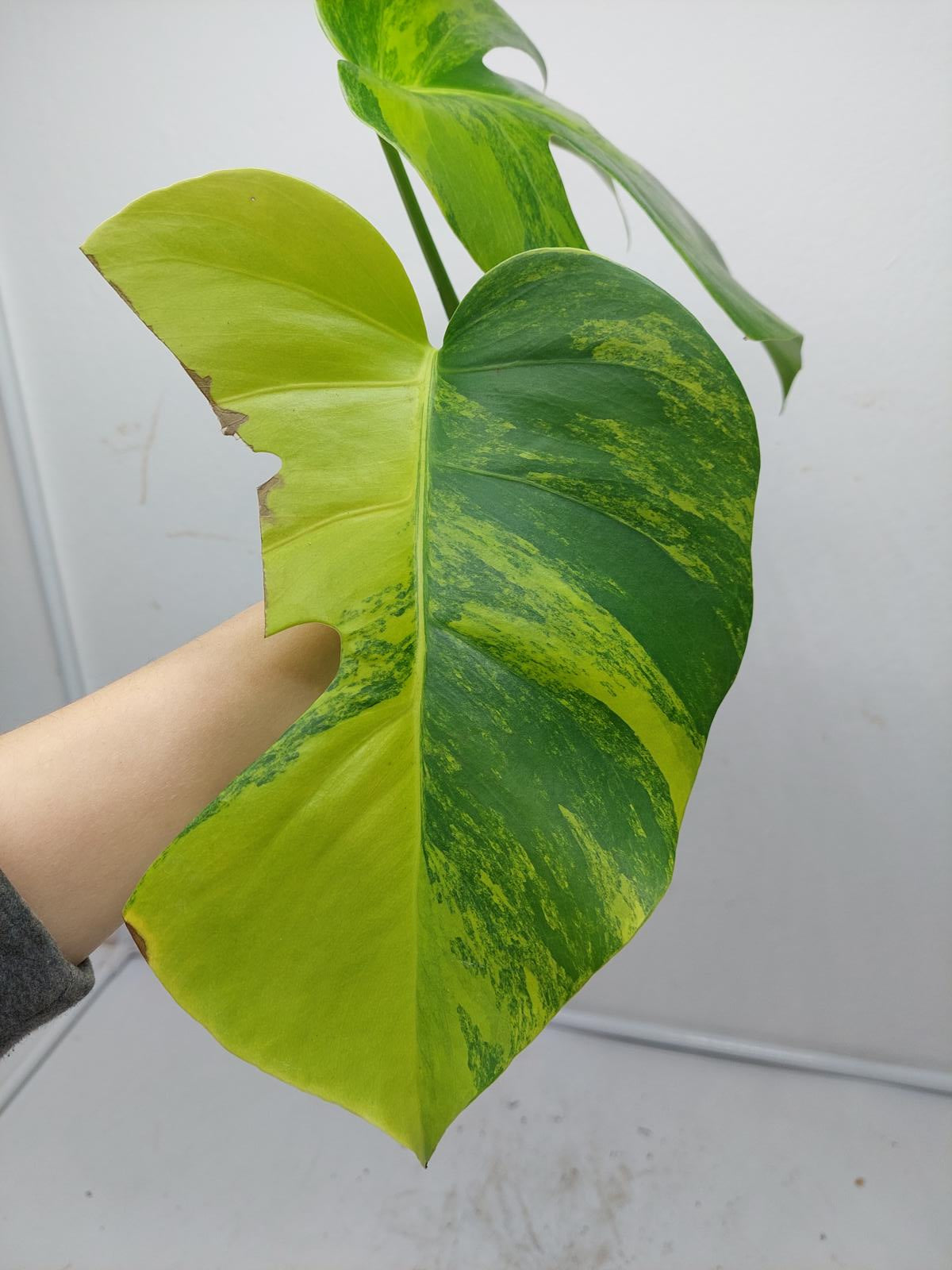 Monstera Aurea Steckling