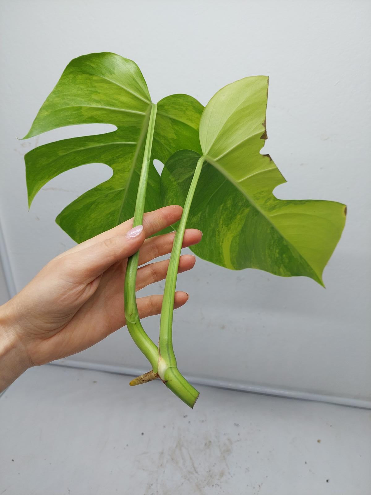 Monstera Aurea Steckling