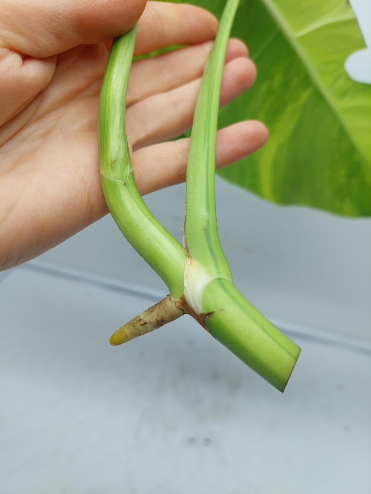 Monstera Aurea Steckling