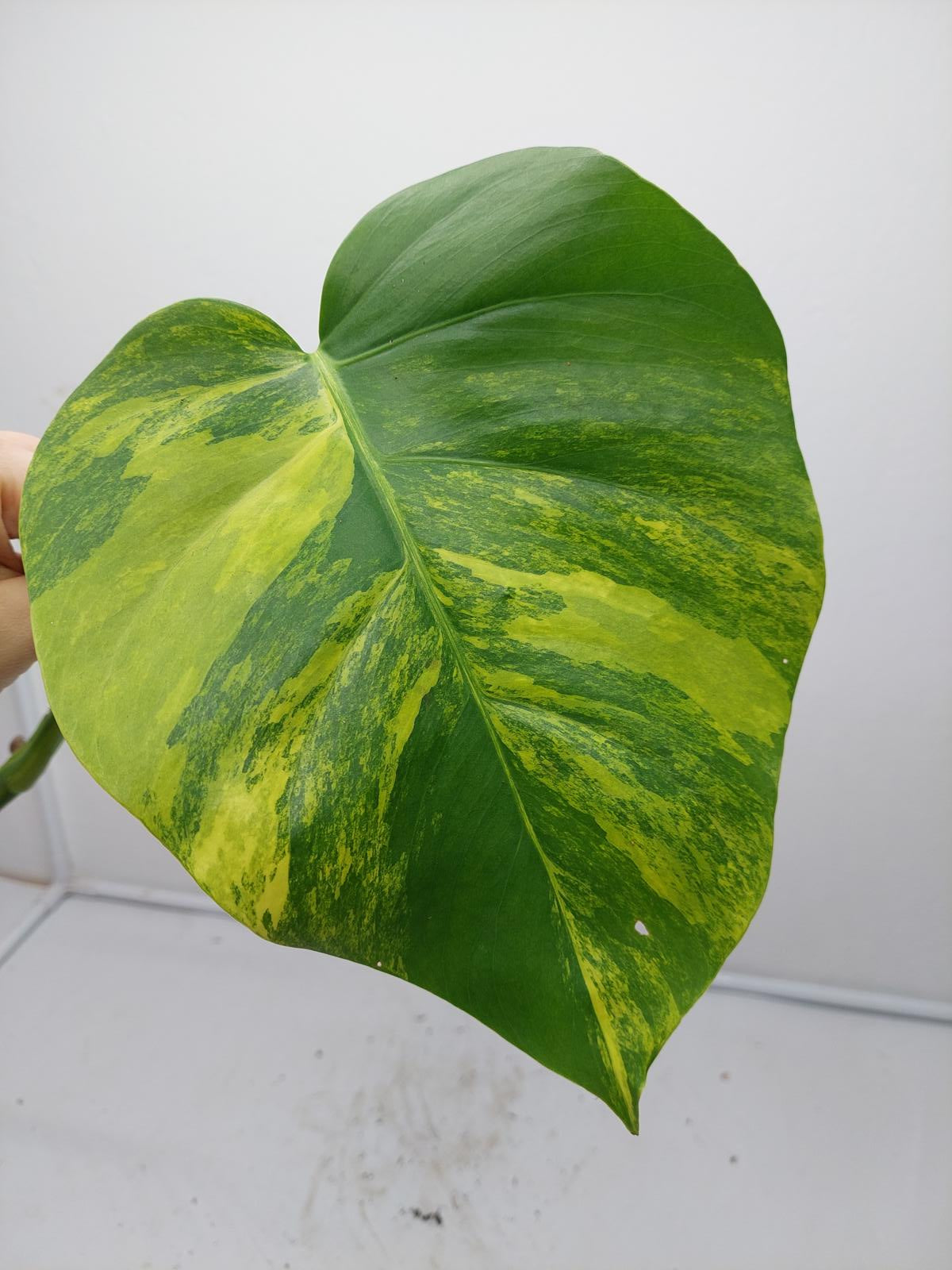 Monstera Aurea Steckling