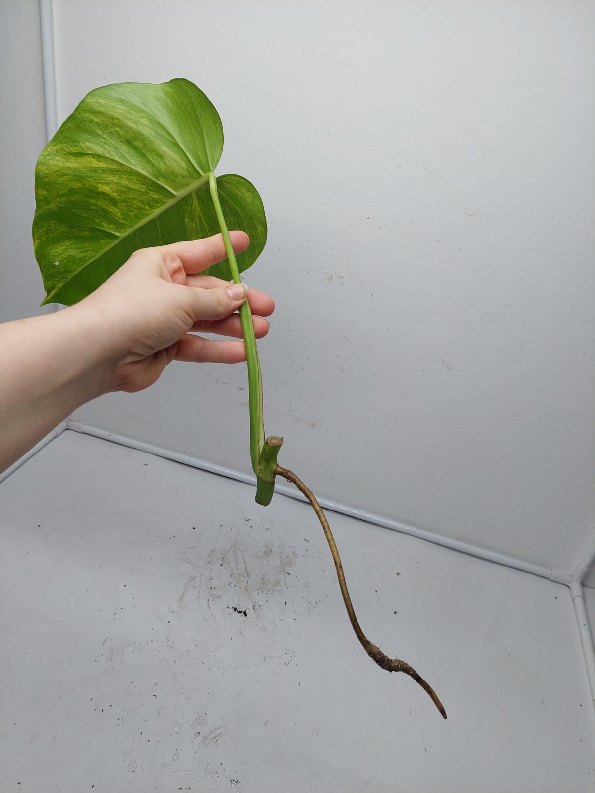 Monstera Aurea Steckling