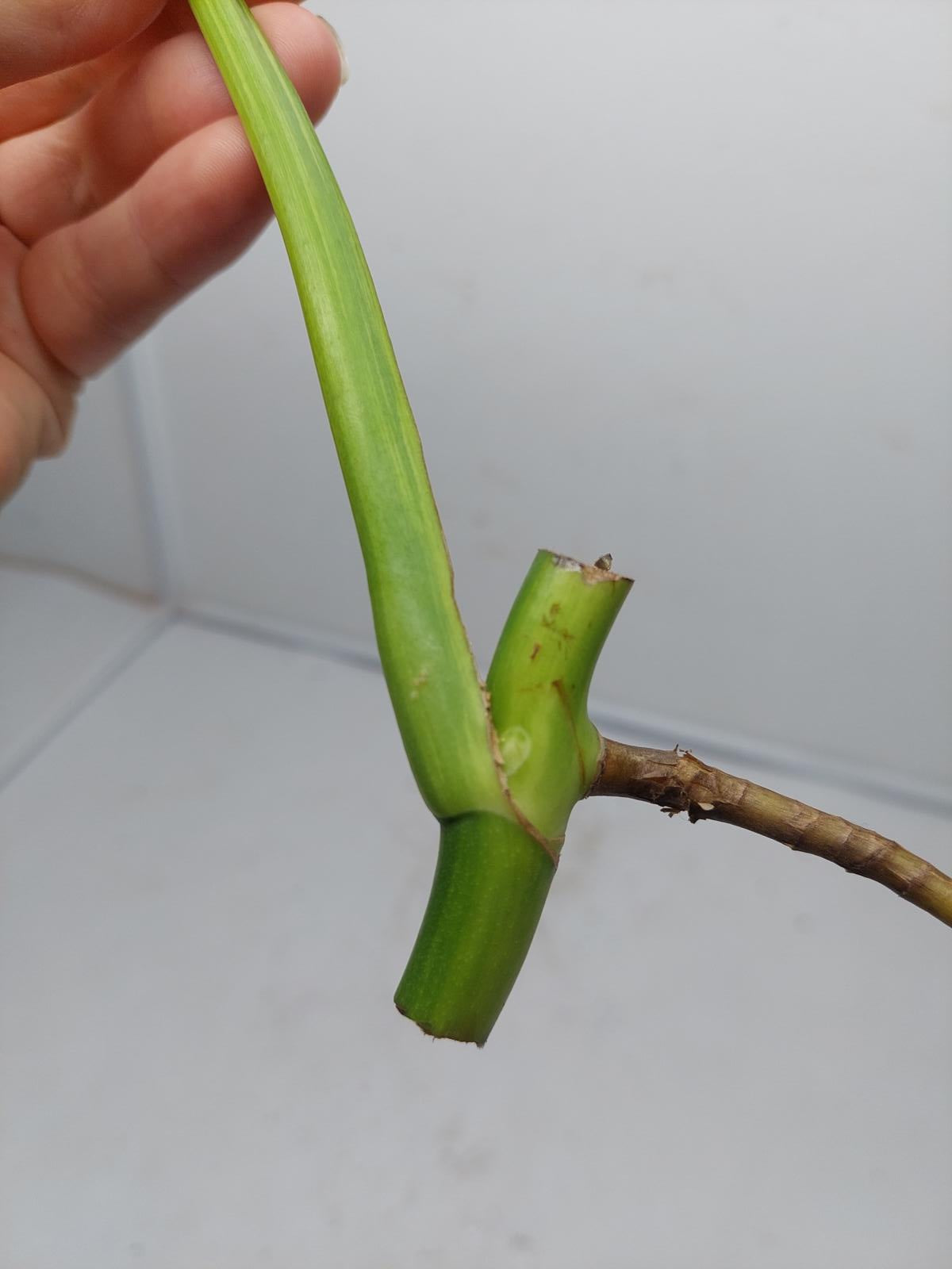 Monstera Aurea Steckling