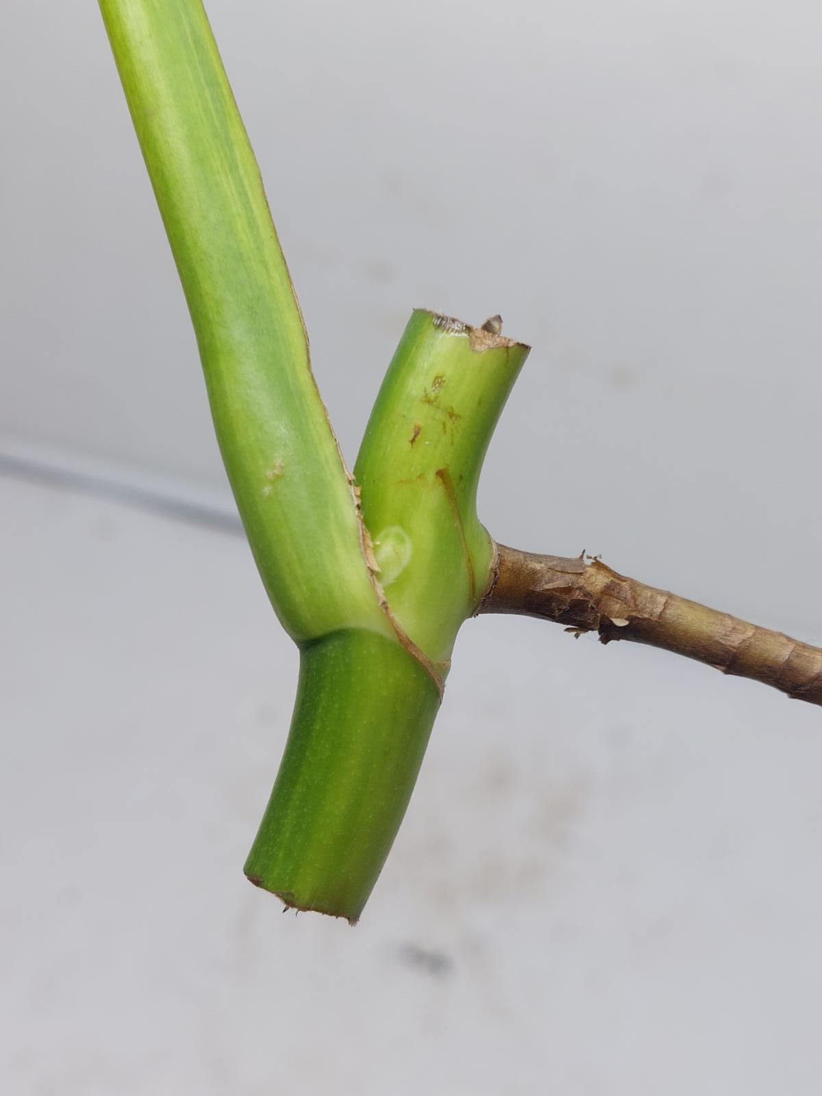 Monstera Aurea Steckling