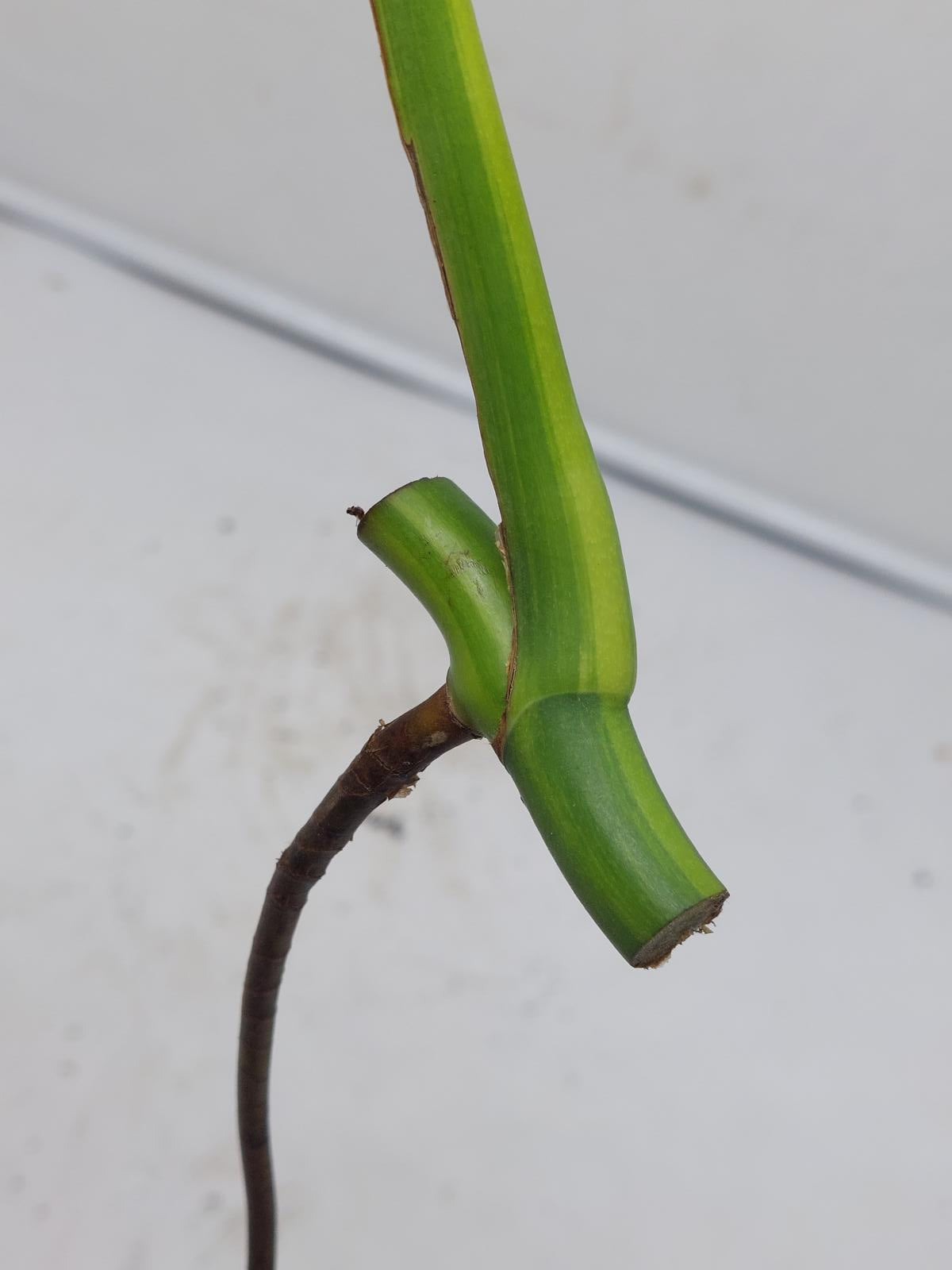 Monstera Aurea Steckling