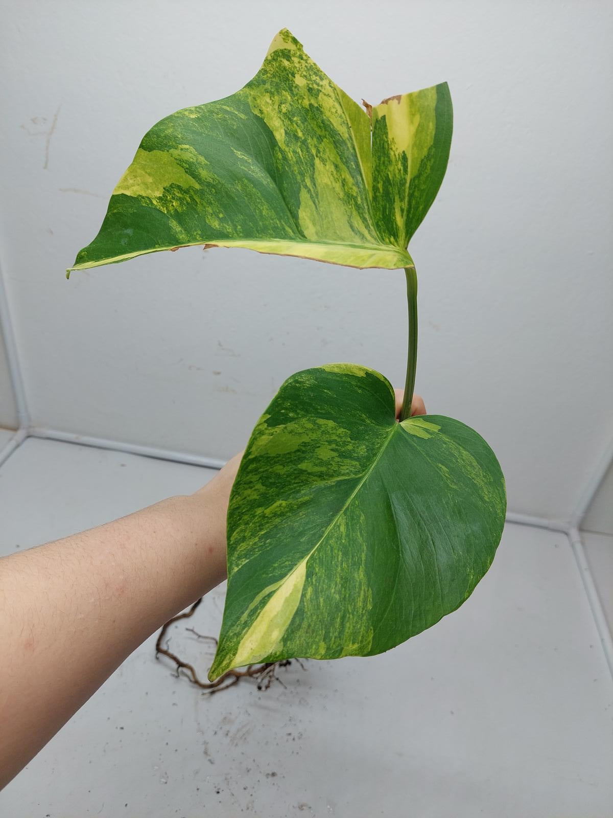 Monstera Aurea Steckling