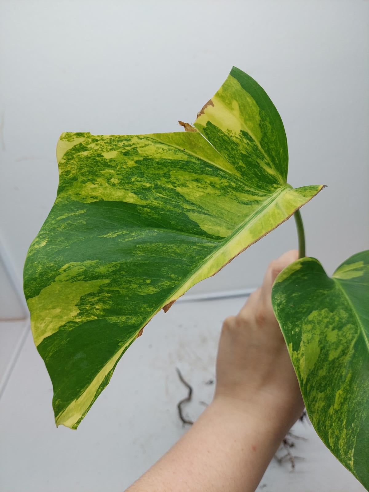 Monstera Aurea Steckling