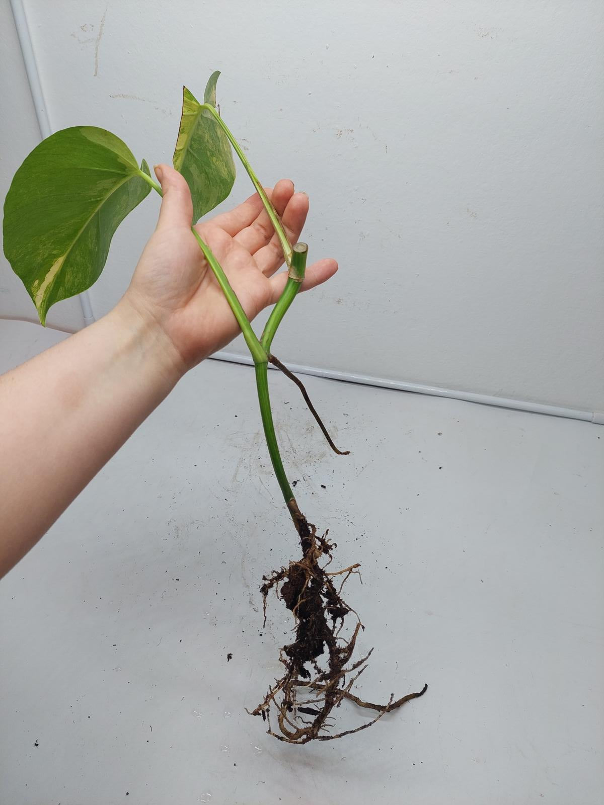 Monstera Aurea Steckling