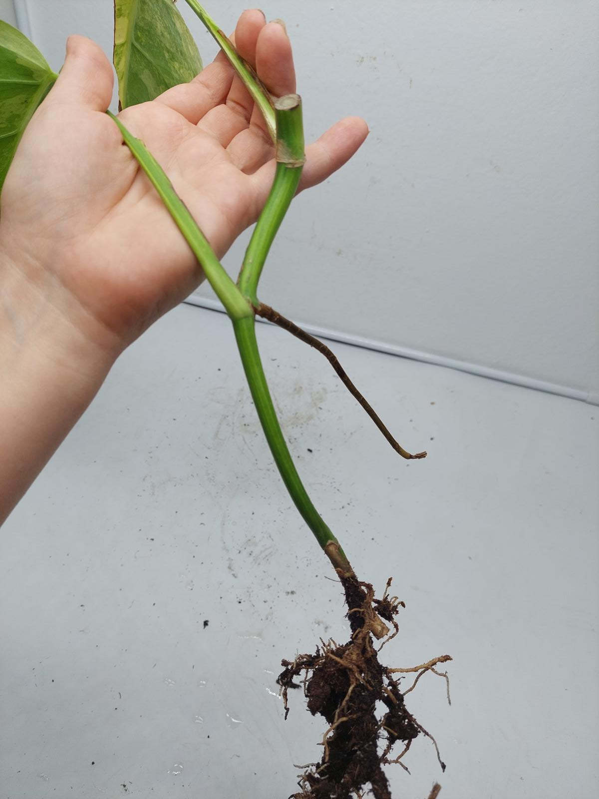 Monstera Aurea Steckling