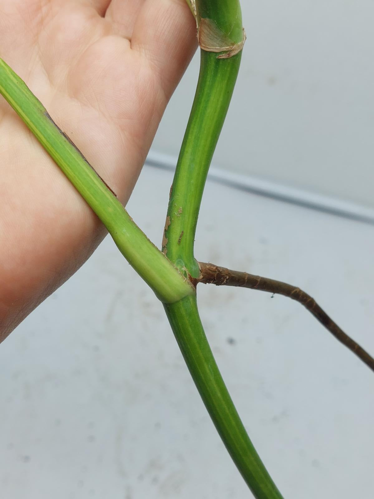 Monstera Aurea Steckling