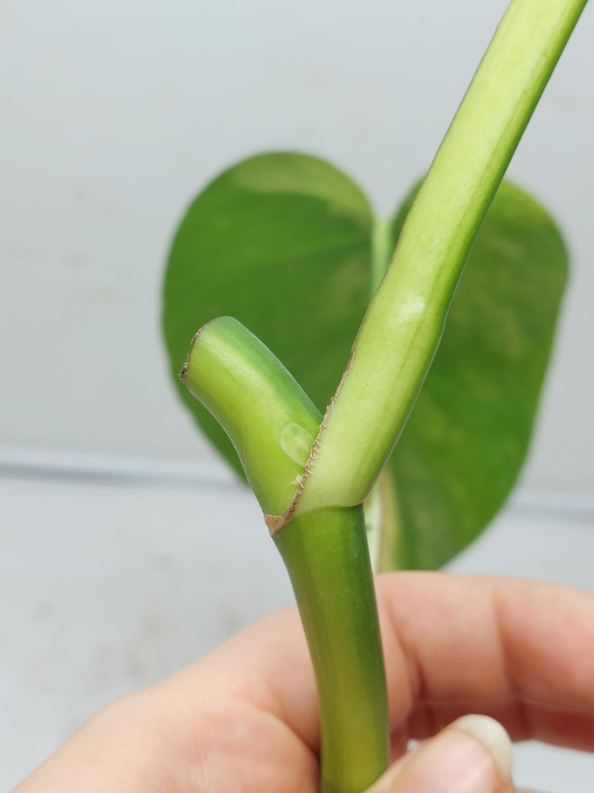 Monstera Aurea Steckling