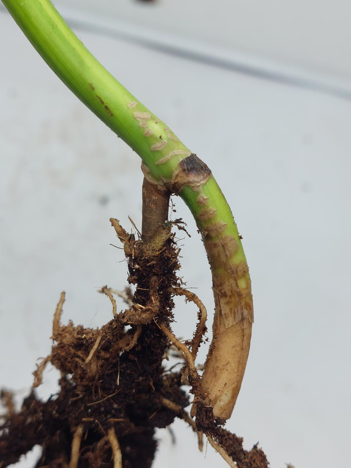 Monstera Aurea Steckling