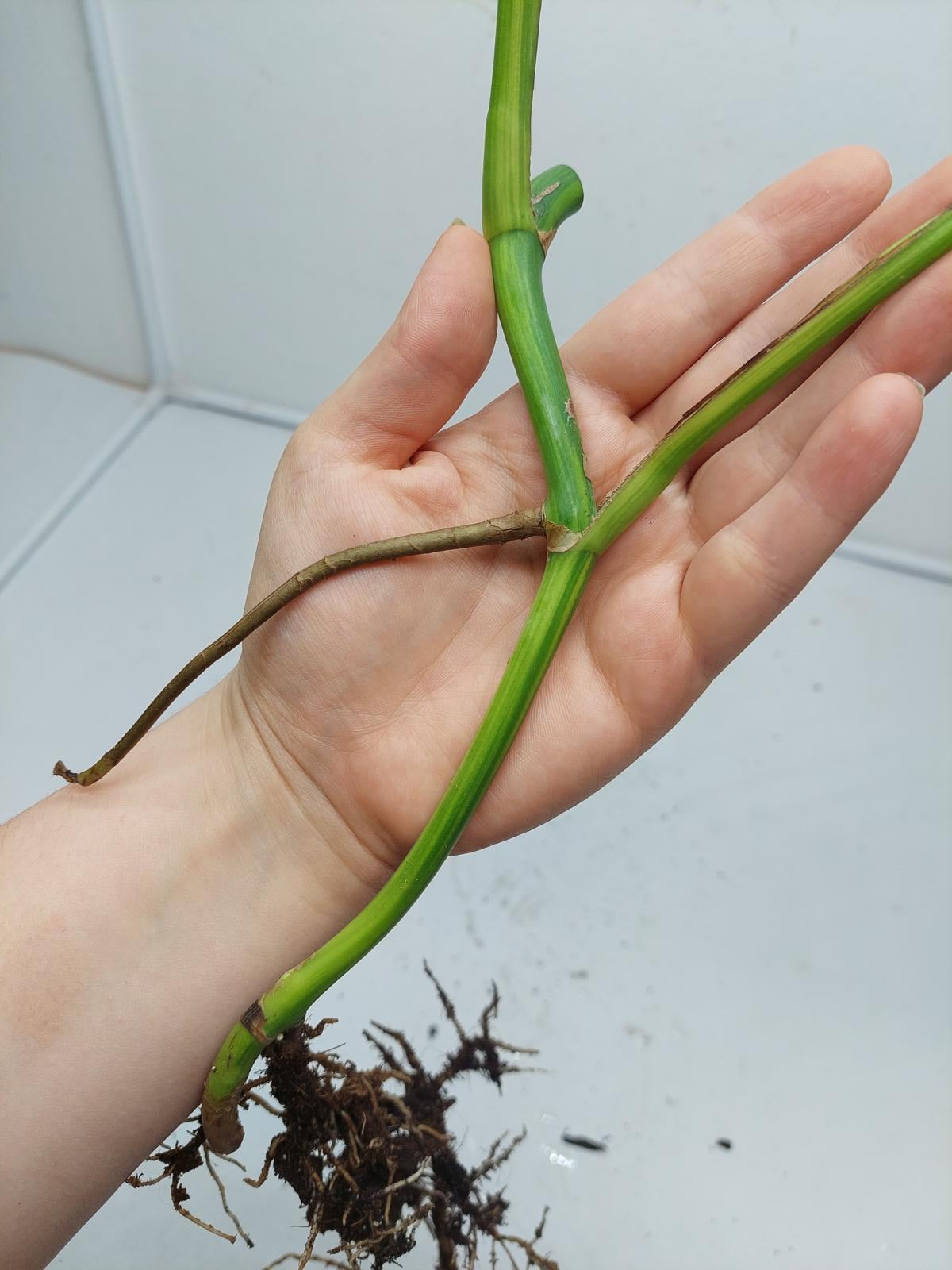 Monstera Aurea Steckling