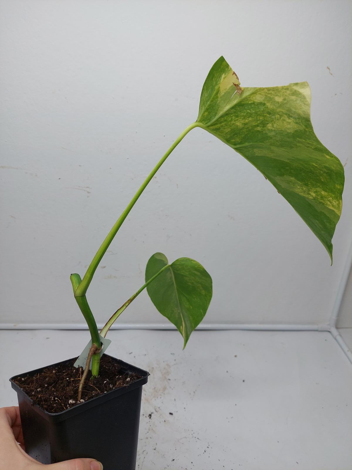 Monstera Aurea Steckling