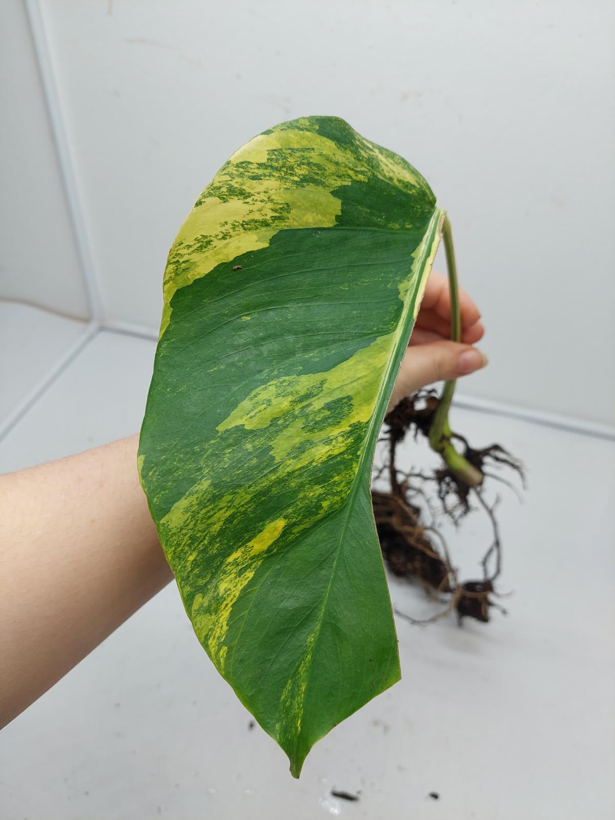 Monstera Aurea Steckling