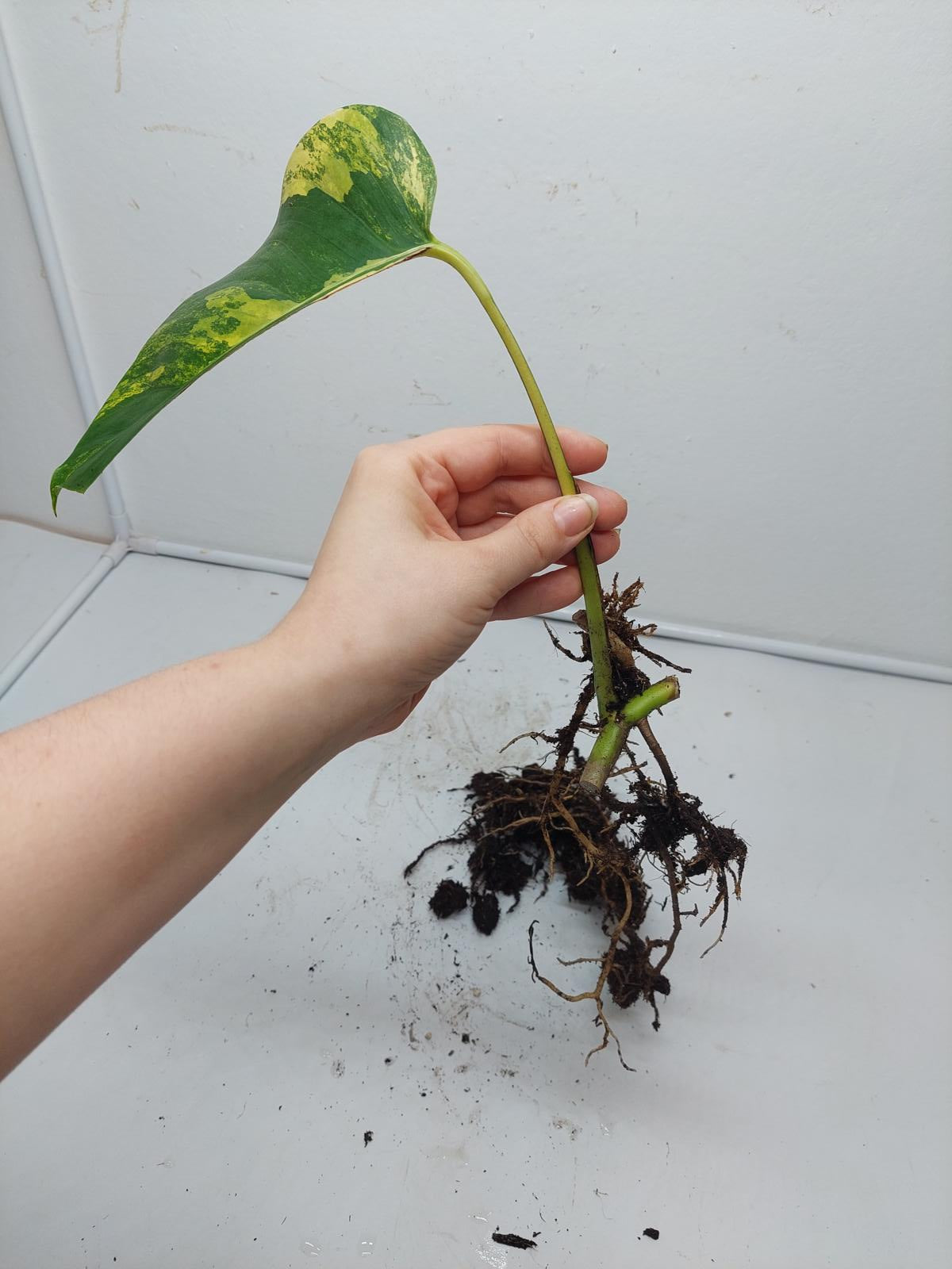 Monstera Aurea Steckling