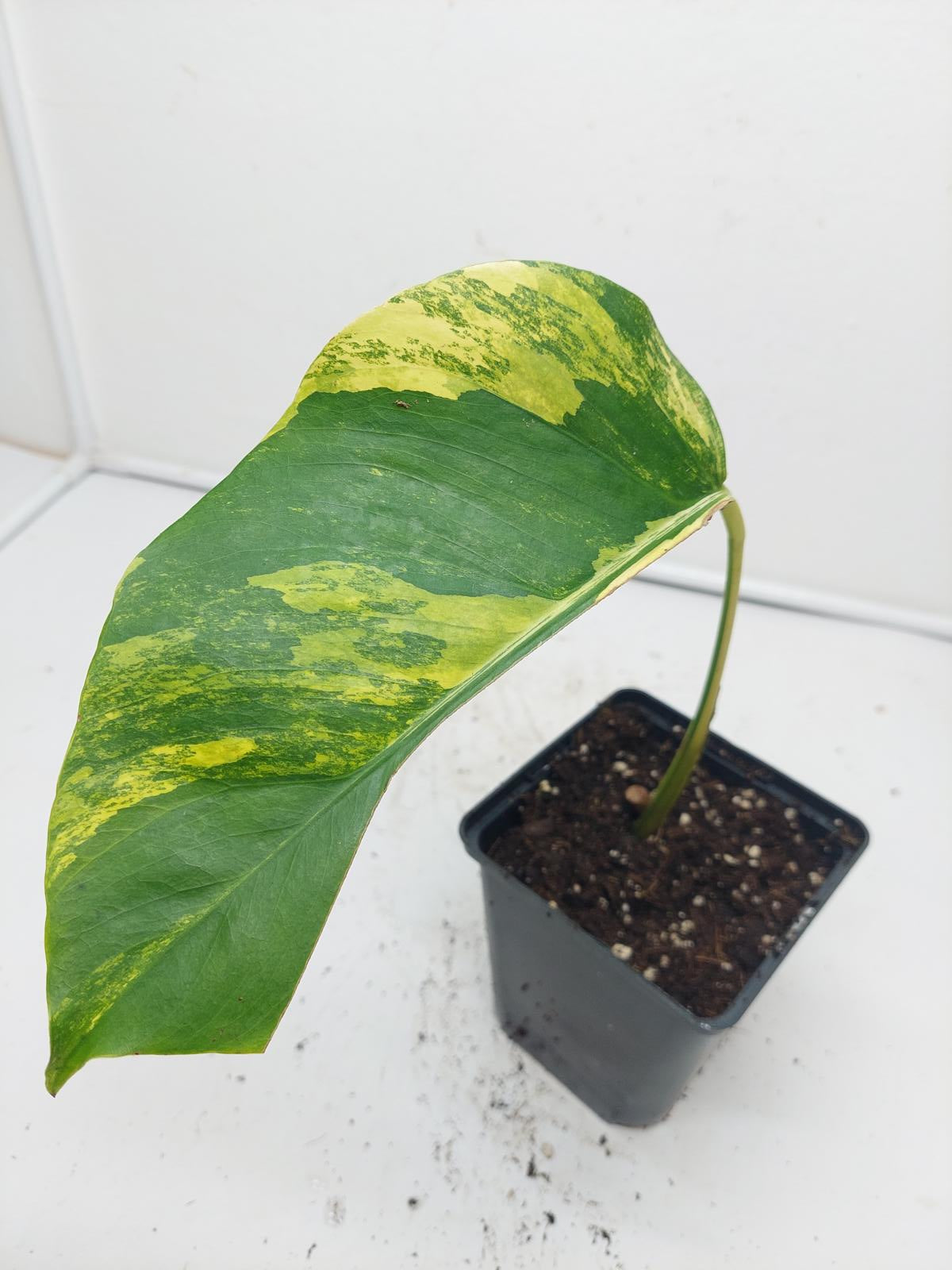 Monstera Aurea Steckling