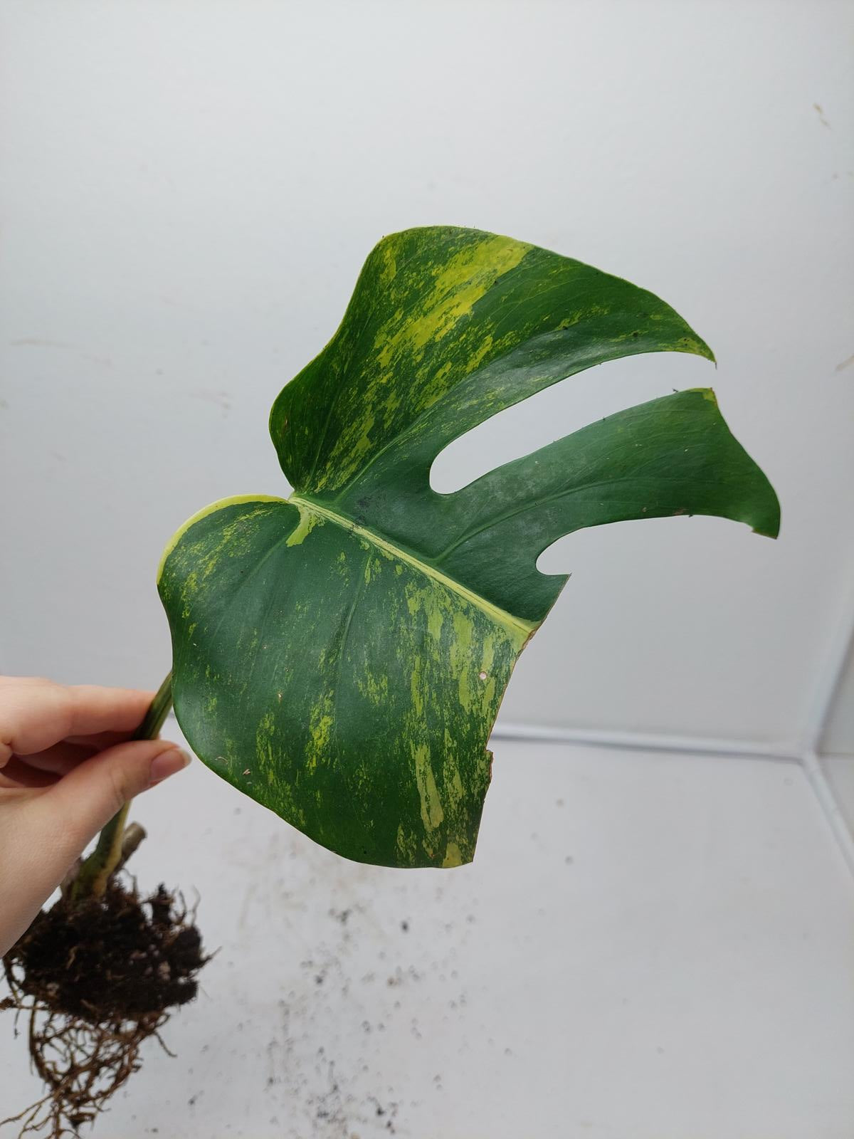 Monstera Aurea Steckling