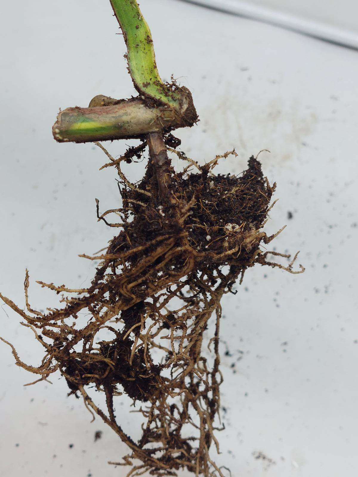 Monstera Aurea Steckling