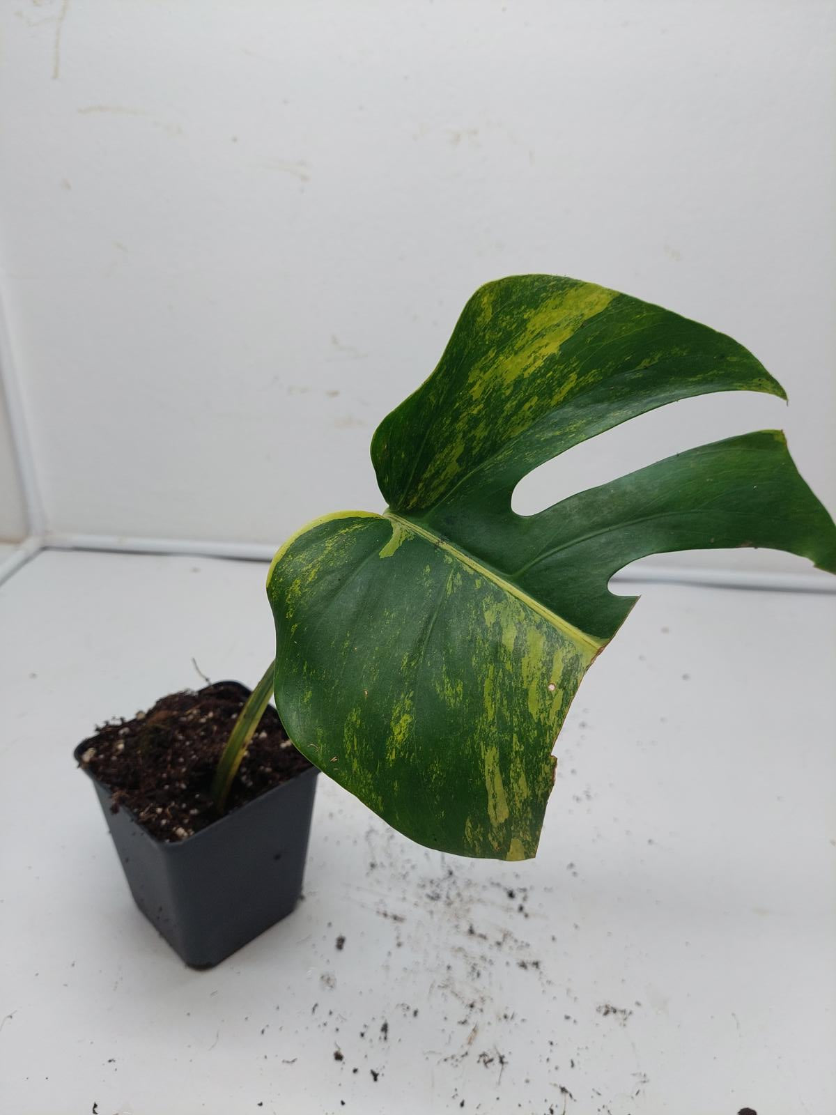 Monstera Aurea Steckling