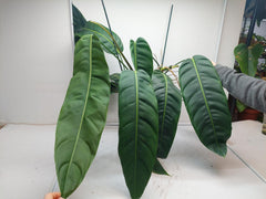 Philodendron Patriciae