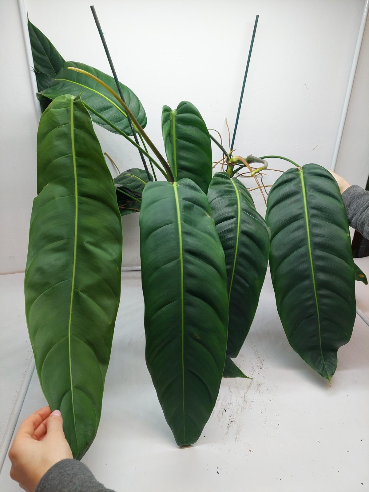 Philodendron Patriciae